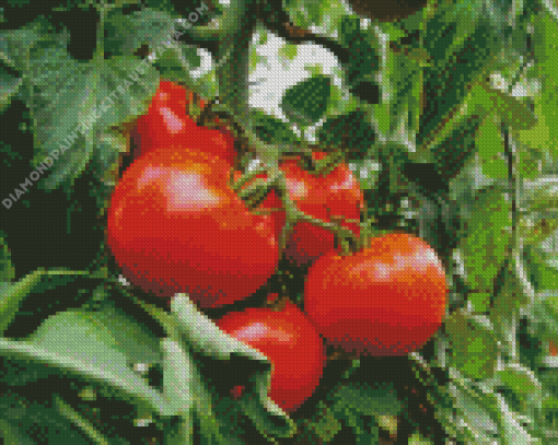 Tomato Plant With Leaf Diamond Painting