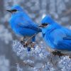 Two Blue Birds Diamond Painting