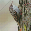 White Throated Treecreeper Diamond Painting