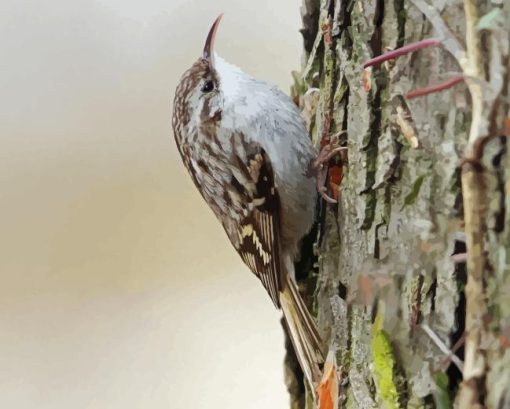 White Throated Treecreeper Diamond Painting