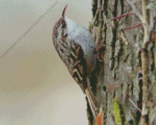 White Throated Treecreeper Diamond Painting