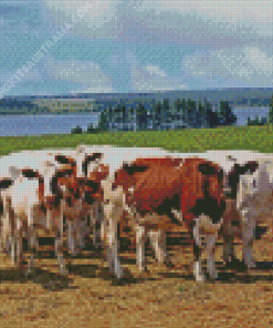 Ayrshire Cows Diamond Painting
