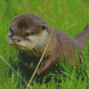 Baby Otter Diamond Painting