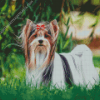 Biewer Terrier Diamond Painting