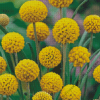 Billy Buttons Diamond Painting