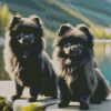 Black Pomeranian Puppies Diamond Painting