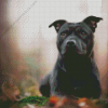 Black Staffy Bull Terrier Diamond Painting