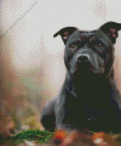 Black Staffy Bull Terrier Diamond Painting