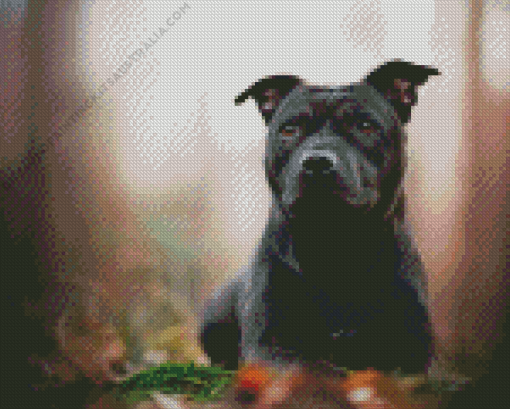 Black Staffy Bull Terrier Diamond Painting