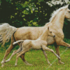 Blonde Mare and Foal in Pasture Diamond Painting