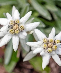 Edelweiss Flower Diamond Painting