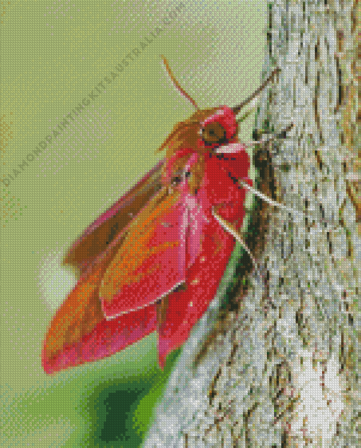 Elephant Hawk Moth Diamond Painting