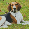 English Hound Diamond Painting