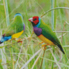 Gouldian Finch Diamond Painting