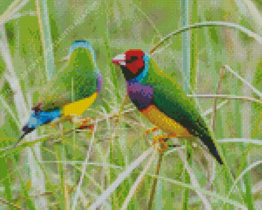 Gouldian Finch Diamond Painting