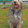 Otterhound Dog Diamond Painting