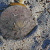 Sand Dollar Diamond Painting