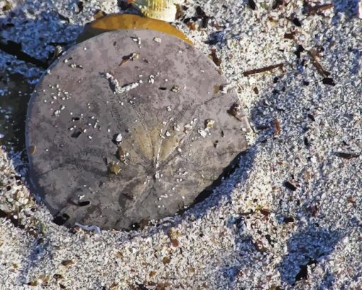 Sand Dollar Diamond Painting