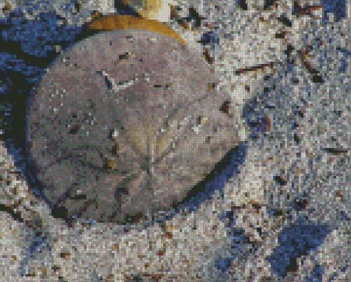 Sand Dollar Diamond Painting