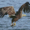 Sea Eagle Catching Fish Diamond Painting