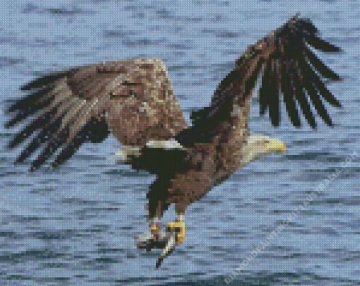 Sea Eagle Catching Fish Diamond Painting