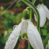 Snowdrops Flower Diamond Painting