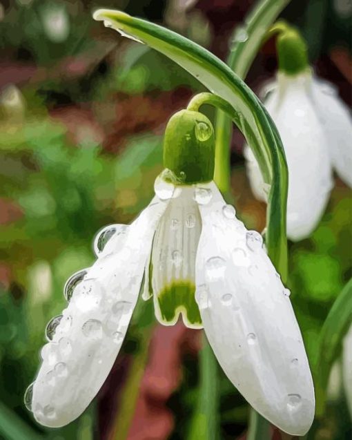 Snowdrops Flower Diamond Painting