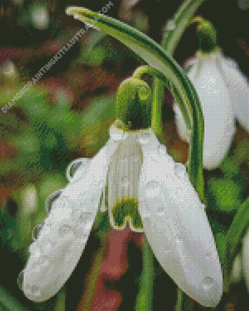 Snowdrops Flower Diamond Painting