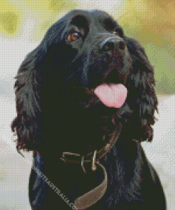 Black English Spaniel Dog Diamond Painting