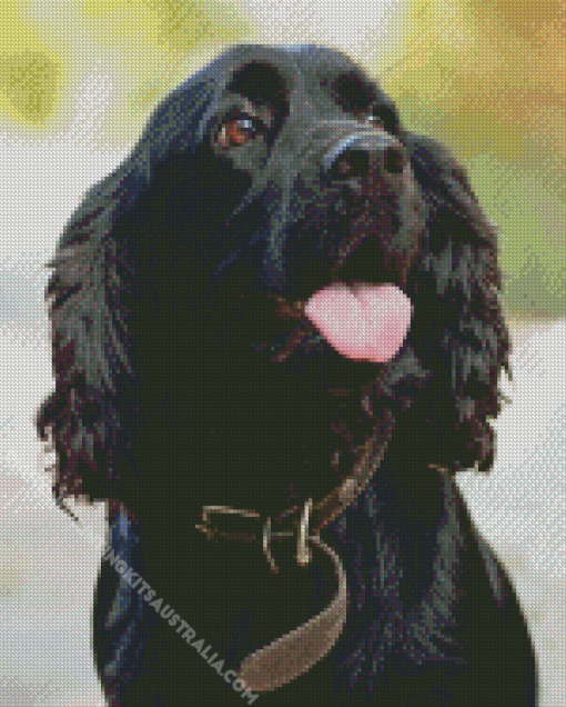 Black English Spaniel Dog Diamond Painting
