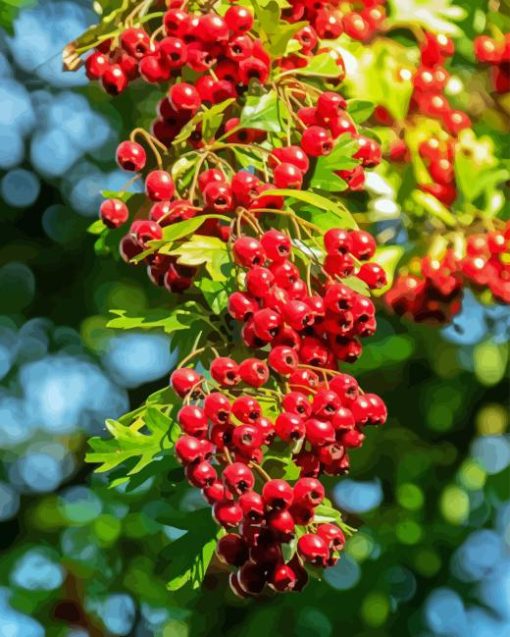 Hawthorn Diamond Painting