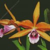 Laelia Orchid Diamond Painting