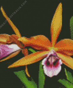 Laelia Orchid Diamond Painting