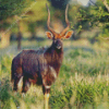 Nyala Diamond Painting