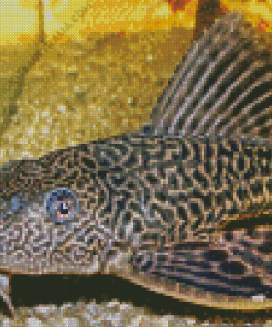 Pleco Fish Diamond Painting