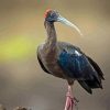 Red Naped Ibis Diamond Painting