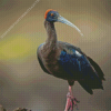 Red Naped Ibis Diamond Painting