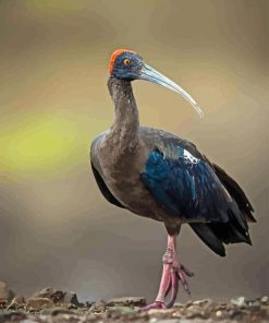 Red Naped Ibis Diamond Painting