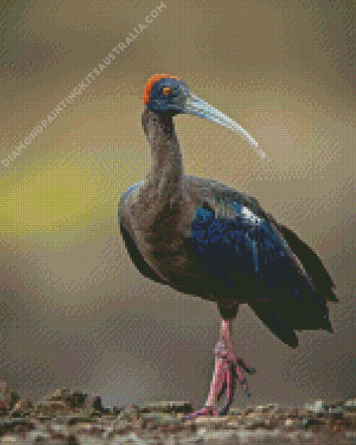 Red Naped Ibis Diamond Painting