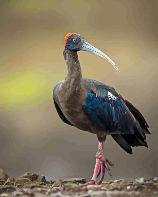 Red Naped Ibis Diamond Painting