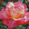 Rosa Peace Diamond Painting