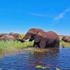 African Zambezi Elephants Diamond Painting