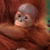 Baby Orangutan Diamond Painting