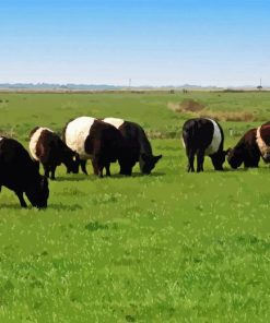 Belted Galloway Animal Diamond Painting