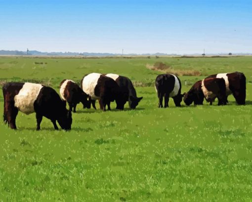 Belted Galloway Animal Diamond Painting