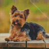 Biewer Terrier Dog Diamond Painting