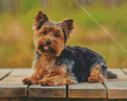 Biewer Terrier Dog Diamond Painting