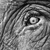 Black And White Elephant Eye Diamond Painting