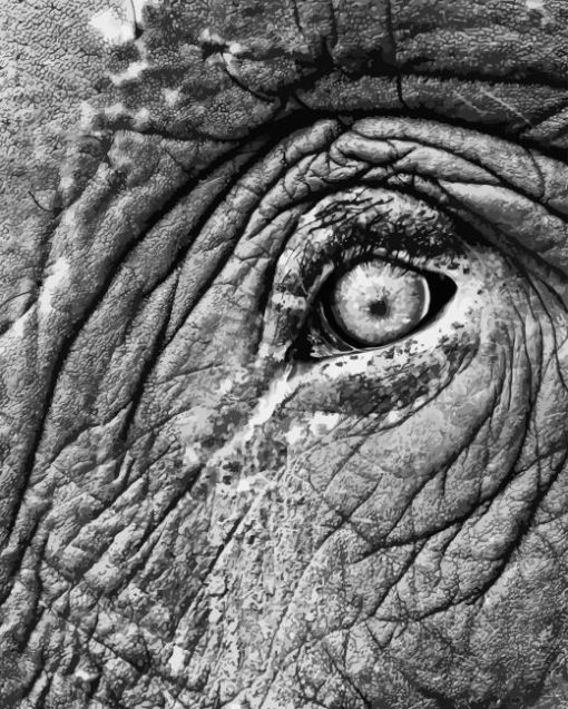 Black And White Elephant Eye Diamond Painting