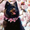 Black Pomeranian And Cherry Blossoms Diamond Painting